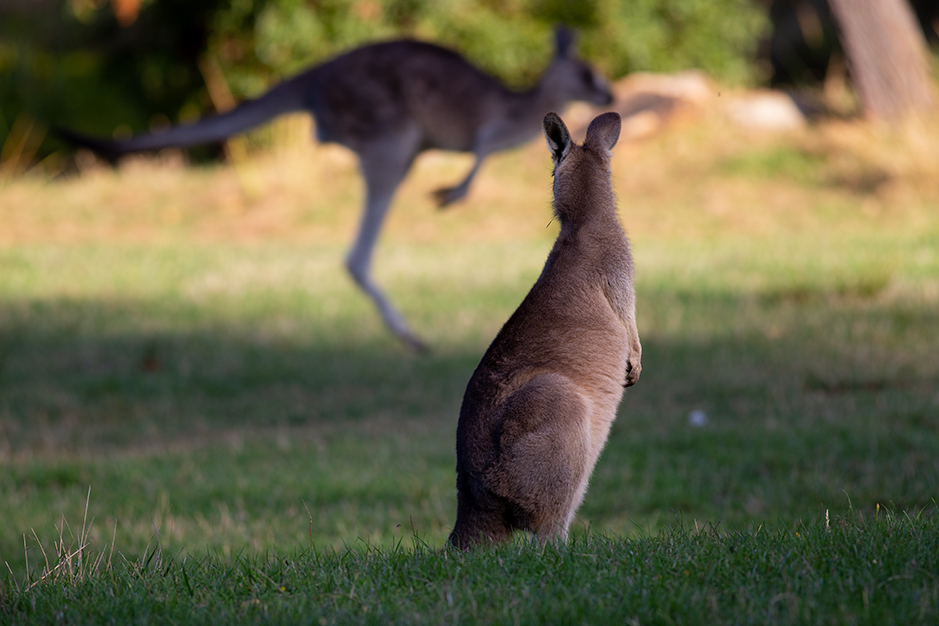 Eastern grey kangaroos on the Parkland 9 camping site at Grampians Paradise Camping and Caravan Parkland